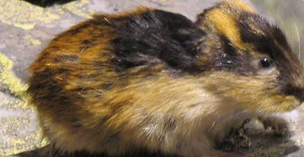 Schneeeule Schneeeule