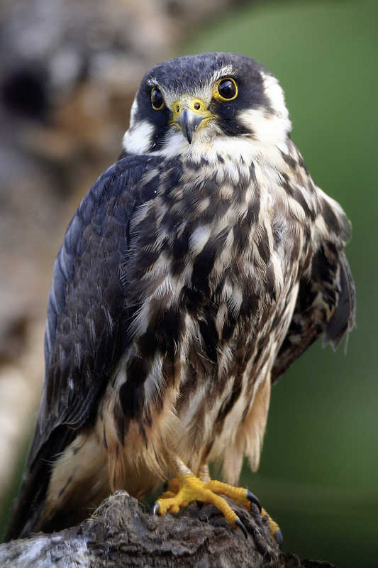 Baumfalke Baumfalke