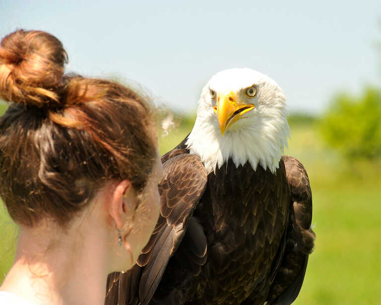 Fotoshooting mit Adler