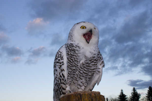 GarudaFalknerei_260 GarudaFalknerei_260