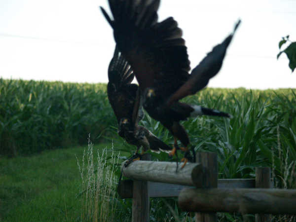 harris hawk harris hawk