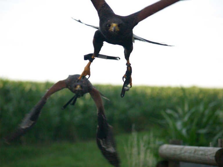 Garuda Falknerei Garuda Falknerei