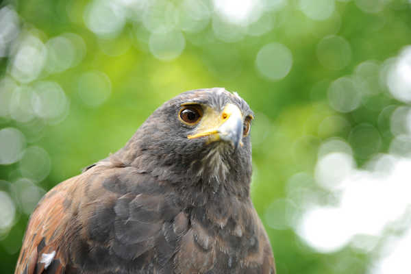 GarudaFalknerei_66 GarudaFalknerei_66