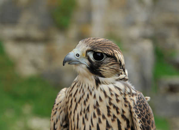 shaeenfalke shaeenfalke