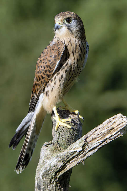 Turmfalke Turmfalke