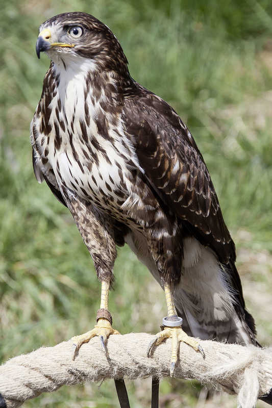 Maeusebussard