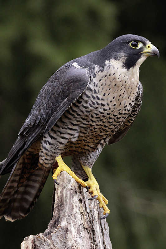Wanderfalke Wanderfalke