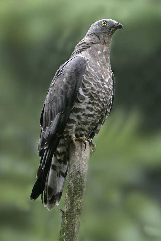 Wespenbussard Wespenbussard