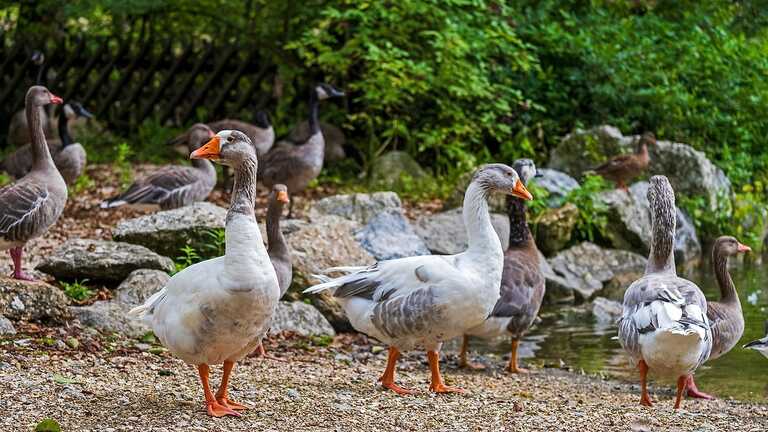 Gänse vertreiben Gänse vertreiben
